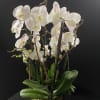 Stunning white orchids in black orchid or white bowl. Right now summer