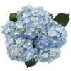 Simply beautiful all fresh cut blue hydrangea blooms designed in a designer&#039;s