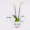 INNER PEACE GIFT SET

Sol Ambiance is proud to support these artists and