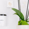 INNER PEACE GIFT SET

Sol Ambiance is proud to support these artists and