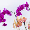 Two double stem orchids planted in a blue container and decorated with