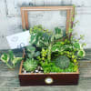 Unleash the magic of  our beautiful plants and succulents! Feeling indecisive?