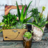 Unleash the magic of  our beautiful plants and succulents! Feeling indecisive?