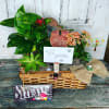 Unleash the magic of  our beautiful plants and succulents! Feeling indecisive?