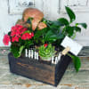 Unleash the magic of  our beautiful plants and succulents! Feeling indecisive?