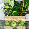 Unleash the magic of  our beautiful plants and succulents! Feeling indecisive?