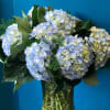 A beautiful vase with filled Hydrangea perfect for any hydrangea lover!