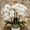White Ceramic Container With Gold Trim Filled With Two
A Double White Phalaenopsis
