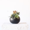Transform your space with our beautifully curated succulent gardens. 
Our standard succulent