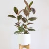 The Ruby Rubber Tree brings bold color and easy care to any