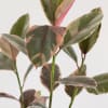 The Ruby Rubber Tree brings bold color and easy care to any