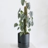 This Silver Satin Pothos climbs gracefully up a moss pole, showing off