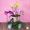 The Beretania Florist Phalaenopsis Orchid Plant is the perfect gift for those