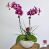 The Beretania Florist Phalaenopsis Orchid Plant is the perfect gift for those