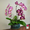 The Beretania Florist Phalaenopsis Orchid Plant is the perfect gift for those