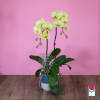 The Beretania Florist Phalaenopsis Orchid Plant is the perfect gift for those