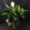 A peace lily is perfect for any home or office and works