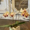 MINI Phalaenopsis OrchidA 3&quot; potted plant Approx. 14&quot; H. Containers and colors