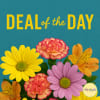Get the best deal on fresh flowers with our Deal of the