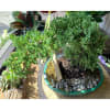 Bonsai garden with ceramic pot and rocks.