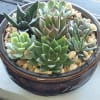 A succulent dish garden is a miniature garden created by arranging various