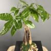 Experience the elegance of our exquisite Money Tree plant showcased in a