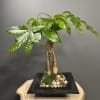 Experience the elegance of our exquisite Money Tree plant showcased in a