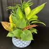 Dish Garden employs lush, green plants to create a gift ideal for