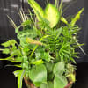 Dish Garden employs lush, green plants to create a gift ideal for