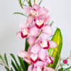 Beretania&#039;s Cymbidium Orchid Arrangement (Pink)