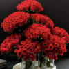&quot;Amor&quot; Exclusive design with 200 roses arranged in cement tray with 3