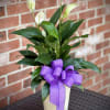 The elegant peace lily is often associated with comfort and sympathy. This