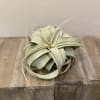 This easy to care for air plant has a wow factor that