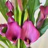 The Calla Lilly is a beautiful plant, perfect for an indoor or