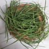 Grass small &amp; big packs