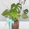 Chic Monstera Delight

Add a touch of tropical elegance to any space with