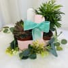 A charming garden gift featuring a lovely mix of 4&rdquo; succulents and