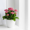 Kalanchoe plant shown in pink with white pot.