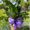 Peace lily in a basket with a bow.