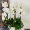 This elegant floral arrangement is named &ldquo;Orchid Serenity&rdquo;. The pristine white Phalaenopsis