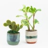 Jade peperomia and cactus plant in ceramic pots