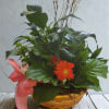 This cheerful basket is brimming with lush green plants and a bright