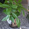 Money Tree is a 6&quot; plant in a gray plastic container.