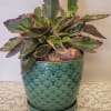This full Peperomia will be a delightful addition to any decor. It