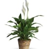 Give peace a chance! Also known as the Peace Lily, the spathiphyllum