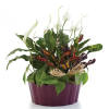 This Classic Dish Garden contains a beautiful variety of fresh green plants
