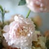 A peach Blush Ivory color palette create by Garden rose, peonies, seasonal