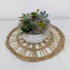 A mix of 2 inch terrarium size succulents planted together in a