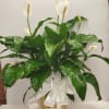 Comfort Planter is a nice peace lily plant with a ceramic planter.