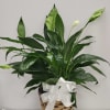 Spathiphyllum plant is a nice plant for sympathy, new house or new